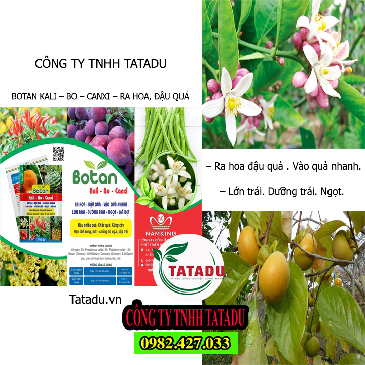BOTAN TATADU BOTAN TATADU