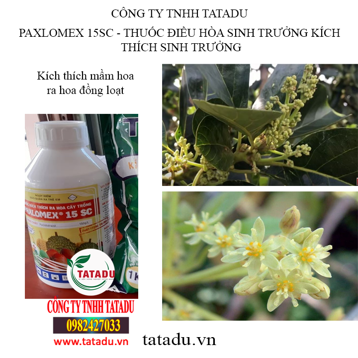 paxlomex tatadu paxlomex tatadu