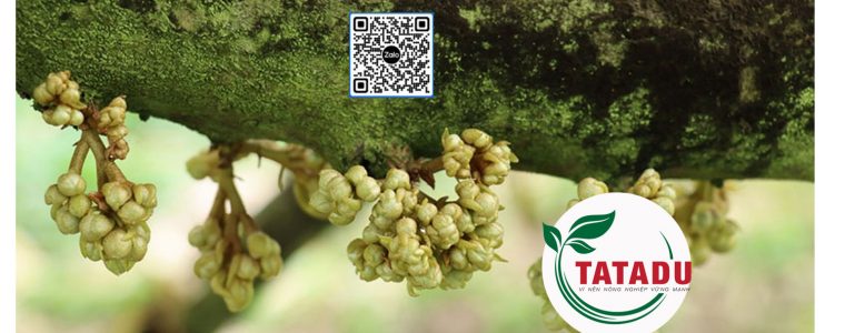 TAO MAM SAU RIENG QUY TRINH CONG TY APN