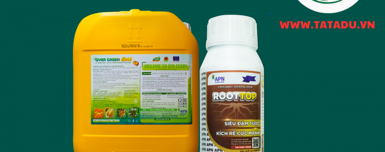 Bo Doi Over Green Gold RootTop Tao Coi Dot Hoan Hao Cho Sau Rieng Con