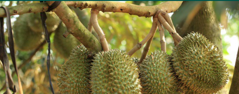Sau Rieng 61 80 Ngay 5 Bi Quyet Vang Nuoi Trai TO Chong Suong Com