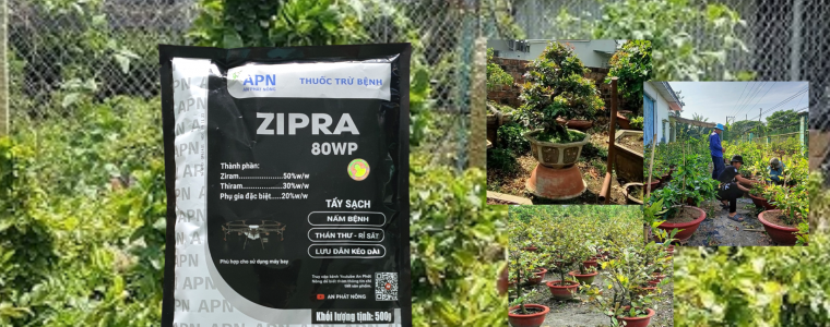 ZIPRA 80WP CUU MAI VANG THOI RE MUA MUA BI KIP VANG CHO NHA VUON