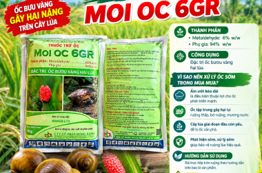 MÙA MƯA ĐẾN – ỐC BƯU VÀNG SINH SÔI MẠNH, BẢO VỆ CÂY TRỒNG VỚI MOI OC 6GR