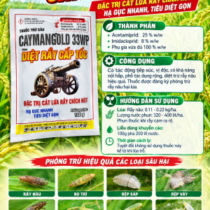 CAYMANGOLD 33WP