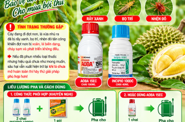 NẾU PHUN THUỐC TRỊ RẦY XANH, BỌ TRĨ, NHỆN ĐỎ MÀ CHƯA HIỆU QUẢ – HÃY THỬ INCIPIO 100DC HOẶC AOBA 15EC CHO SẦU RIÊNG ĐANG PHÁT ĐỌT NON!