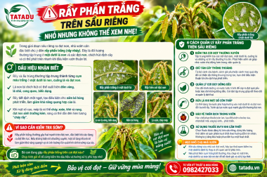 RẦY PHẤN TRẮNG TRÊN SẦU RIÊNG – NHỎ NHƯNG KHÔNG NÊN XEM NHẸ!