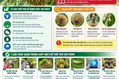 THỐI TRÁI SẦU RIÊNG BÙNG PHÁT MÙA MƯA – NHẬN BIẾT SỚM, PHÒNG TRỊ ĐÚNG CÁCH ĐỂ GIỮ TRỌN NĂNG SUẤT
