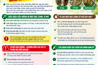 XỬ LÝ XÌ MỦ, MỌT ĐỤC CÀNH TRÊN CÂY SẦU RIÊNG – ĐỪNG ĐỂ CÀNH KHÔ, CÂY SUY!