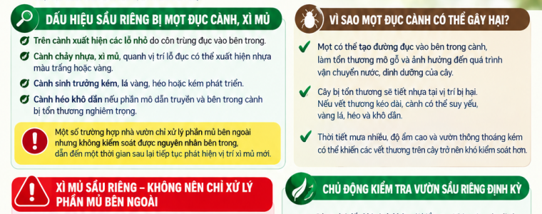 XU LY XI MU MOT DUC CANH TREN CAY SAU RIENG – DUNG DE CANH KHO CAY SUY