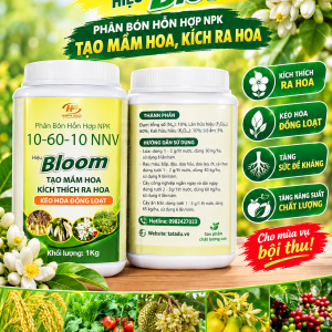 10 60 10 NNV HIEU BLOOM