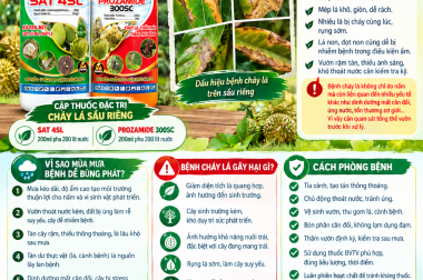 BỆNH CHÁY LÁ SẦU RIÊNG MÙA MƯA: NGUYÊN NHÂN VÀ CÁCH PHÒNG TRỊ