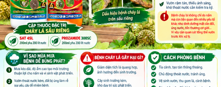 BENH CHAY LA SAU RIENG MUA MUA NGUYEN NHAN VA CACH PHONG TRI