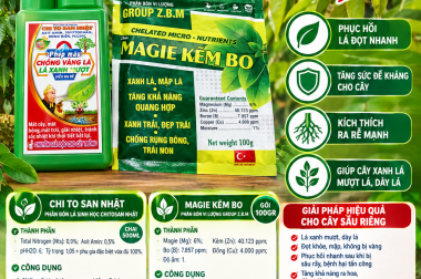 SẦU RIÊNG BỊ SÂU RẦY – BỆNH HẠI TẤN CÔNG, LÁ XẤU – ĐỌT YẾU – CÂY SUY? ĐỪNG BỎ QUA GIAI ĐOẠN PHỤC HỒI!